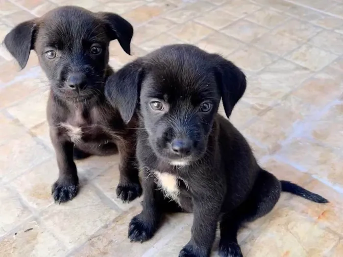 Cachorro ra a vira lata idade 2 a 6 meses nome Sem nome