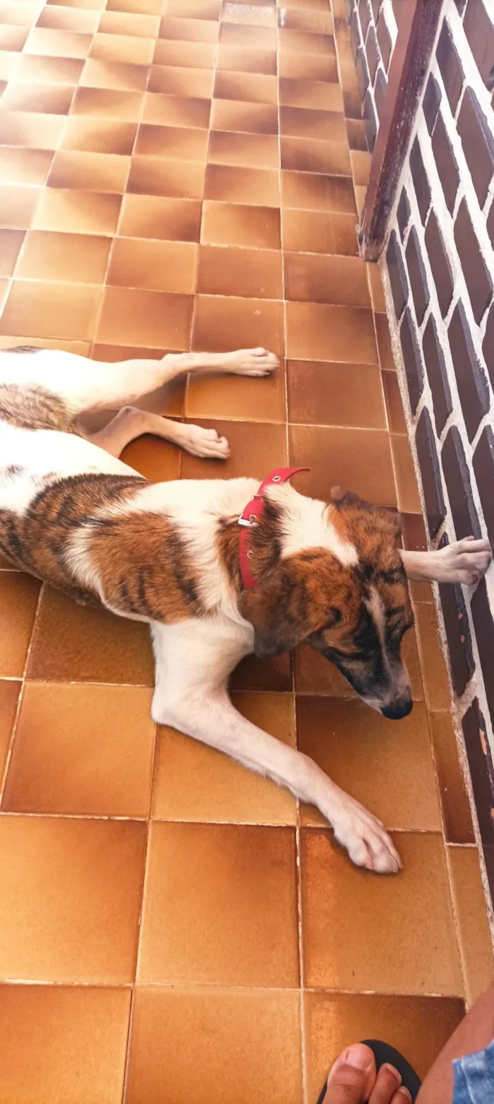 Cachorro ra a SRD-ViraLata idade 7 a 11 meses nome KIARA