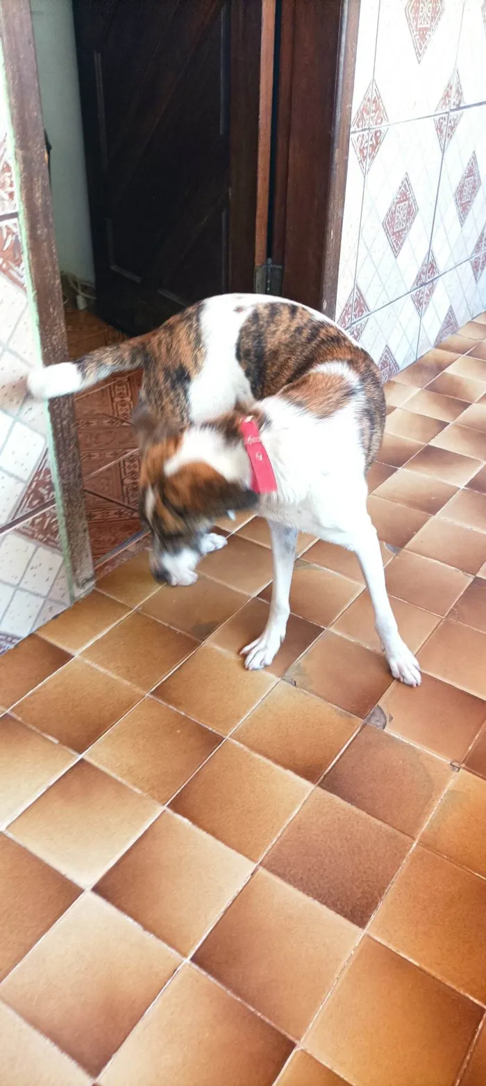 Cachorro ra a SRD-ViraLata idade 7 a 11 meses nome KIARA