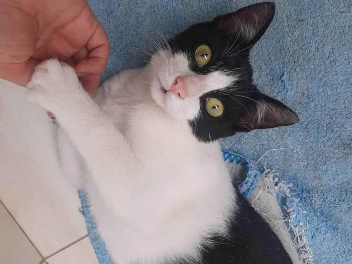 Gato raça SRD-ViraLata idade 2 a 6 meses nome Frajola