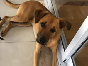 Cachorro raça SRD-ViraLata idade 2 anos nome Nik