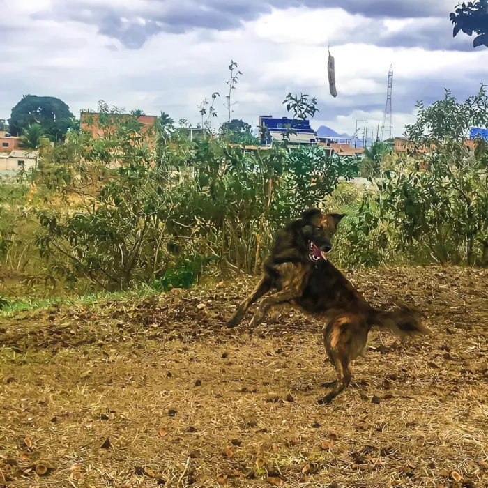 Cachorro ra a Srd  idade 4 anos nome Cirilo 