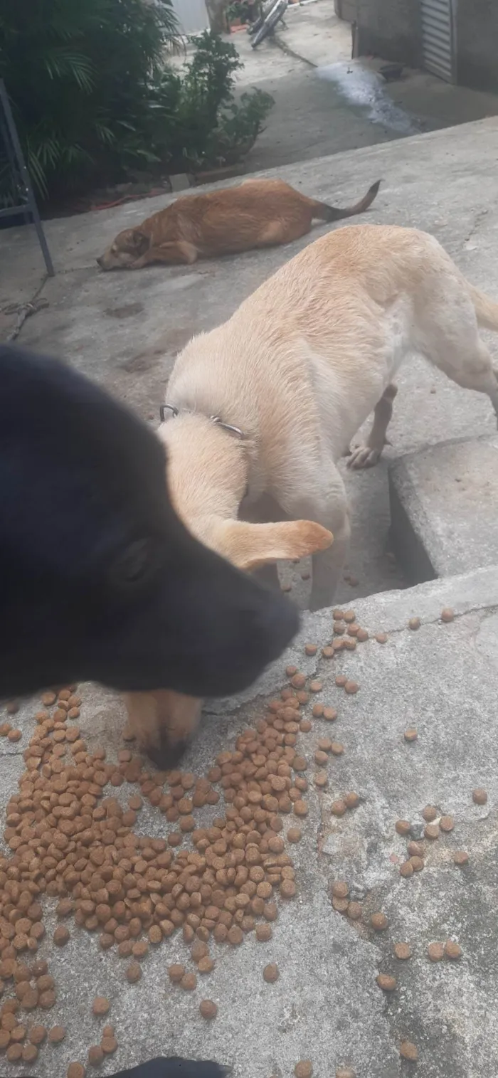 Cachorro ra a Labrador idade 7 a 11 meses nome Julia 