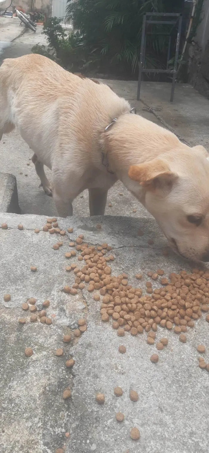 Cachorro ra a Labrador idade 7 a 11 meses nome Julia 