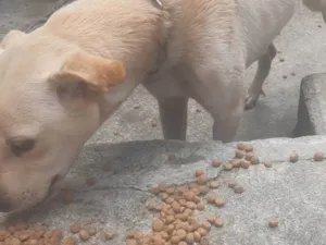 Cachorro raça Labrador idade 7 a 11 meses nome Julia 