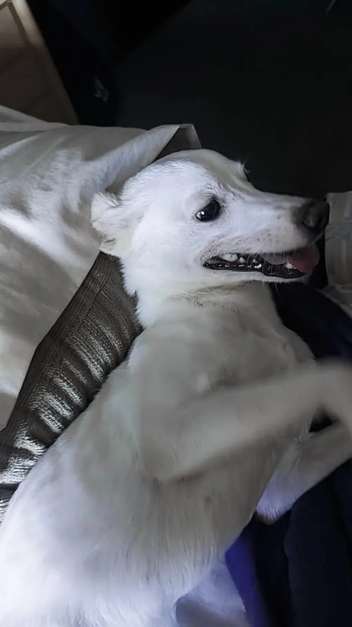 Cachorro raça SRD-ViraLata idade 2 anos nome Princesa