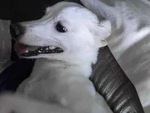 Cachorro raça SRD-ViraLata idade 2 anos nome Princesa