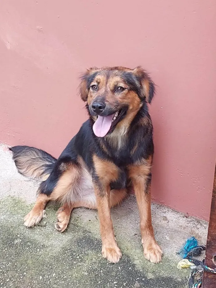 Cachorro ra a SRD-ViraLata idade 7 a 11 meses nome Catarina