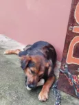 Catarina