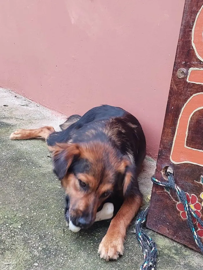 Cachorro ra a SRD-ViraLata idade 7 a 11 meses nome Catarina