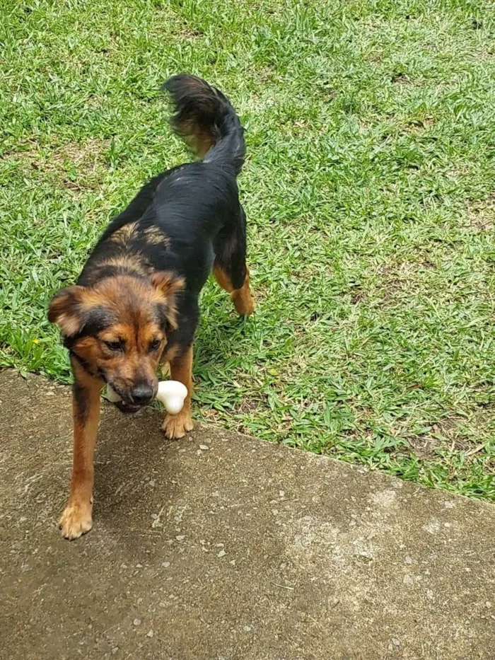 Cachorro ra a SRD-ViraLata idade 7 a 11 meses nome Catarina