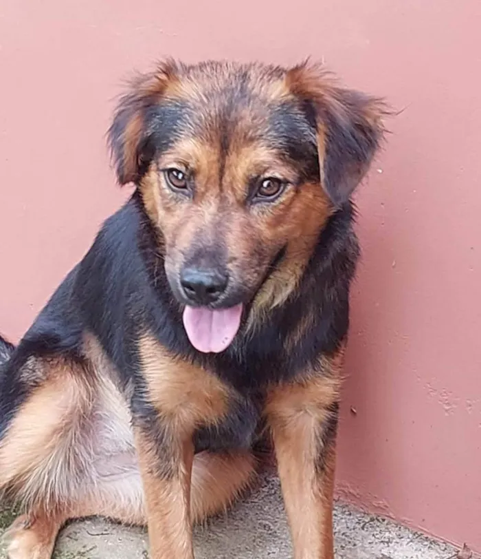 Cachorro ra a SRD-ViraLata idade 7 a 11 meses nome Catarina