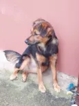 Catarina