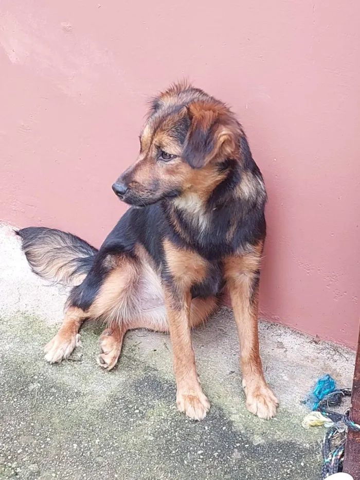 Cachorro ra a SRD-ViraLata idade 7 a 11 meses nome Catarina