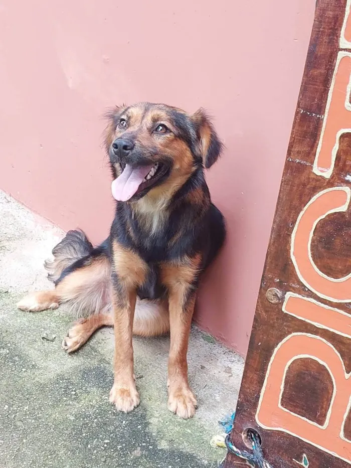 Cachorro ra a SRD-ViraLata idade 7 a 11 meses nome Catarina