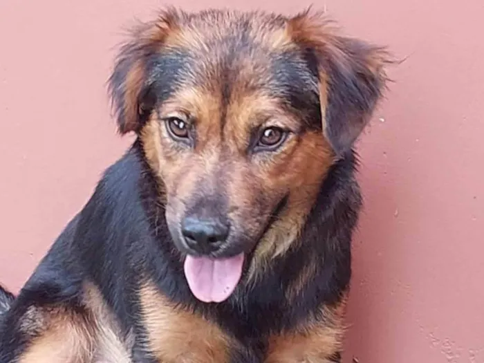 Cachorro ra a SRD-ViraLata idade 7 a 11 meses nome Catarina