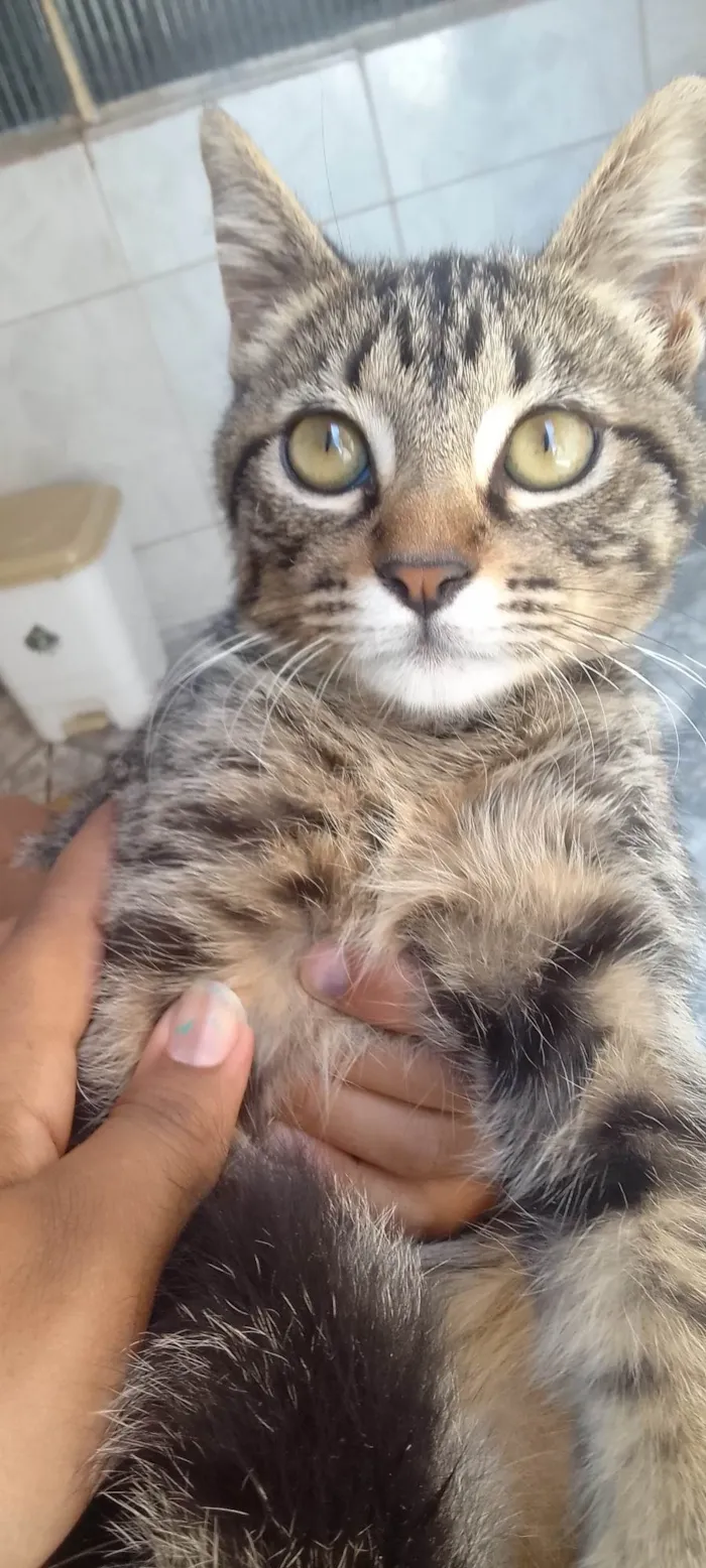 Gato ra a Não sei idade  nome Sem nome 