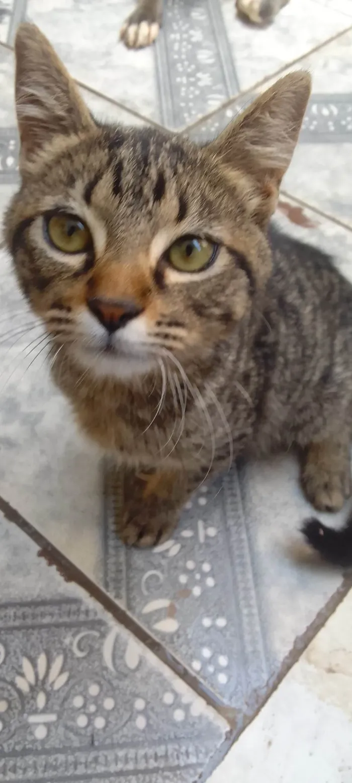 Gato ra a Não sei idade  nome Sem nome 