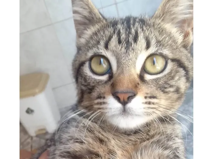 Gato ra a Não sei idade  nome Sem nome 