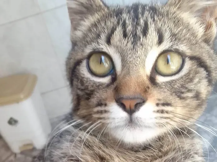 Gato ra a Não sei idade  nome Sem nome 