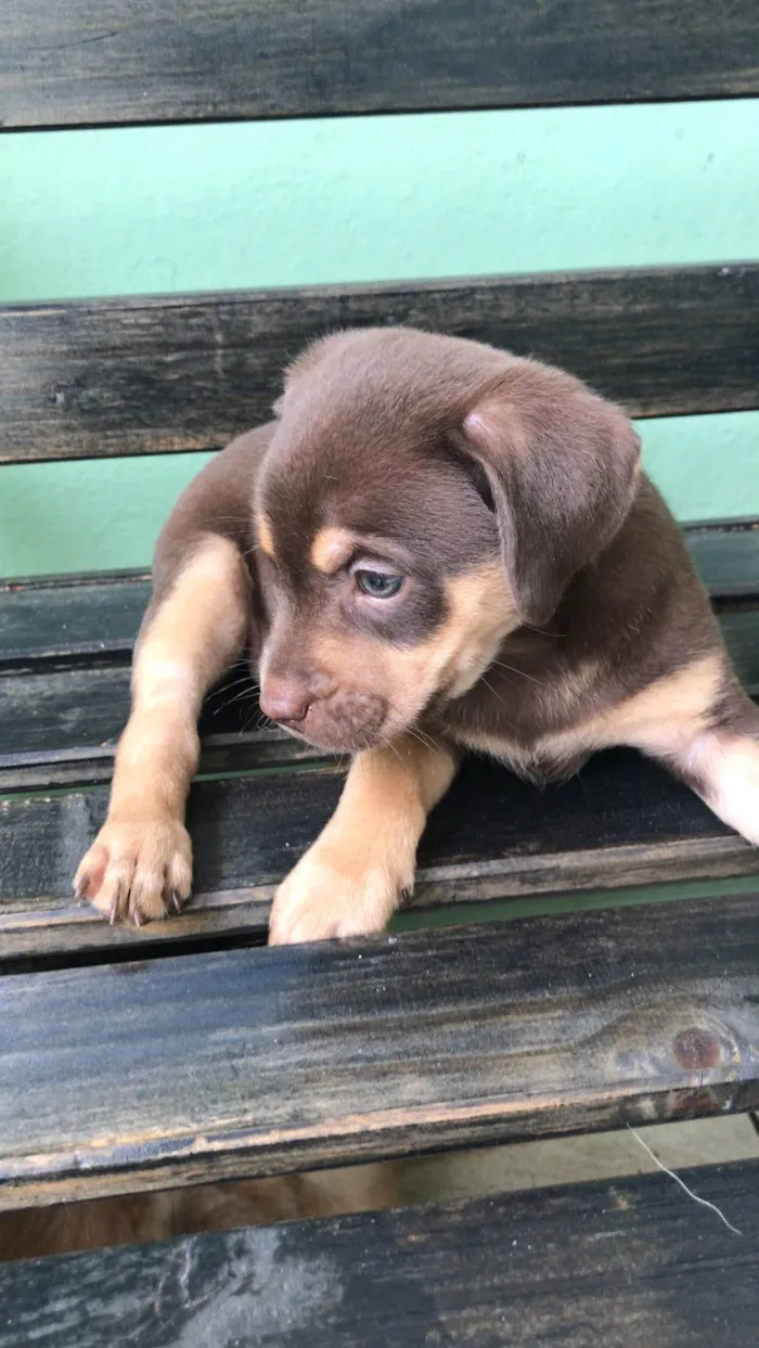 Cachorro ra a Cachorro idade Abaixo de 2 meses nome Não tem