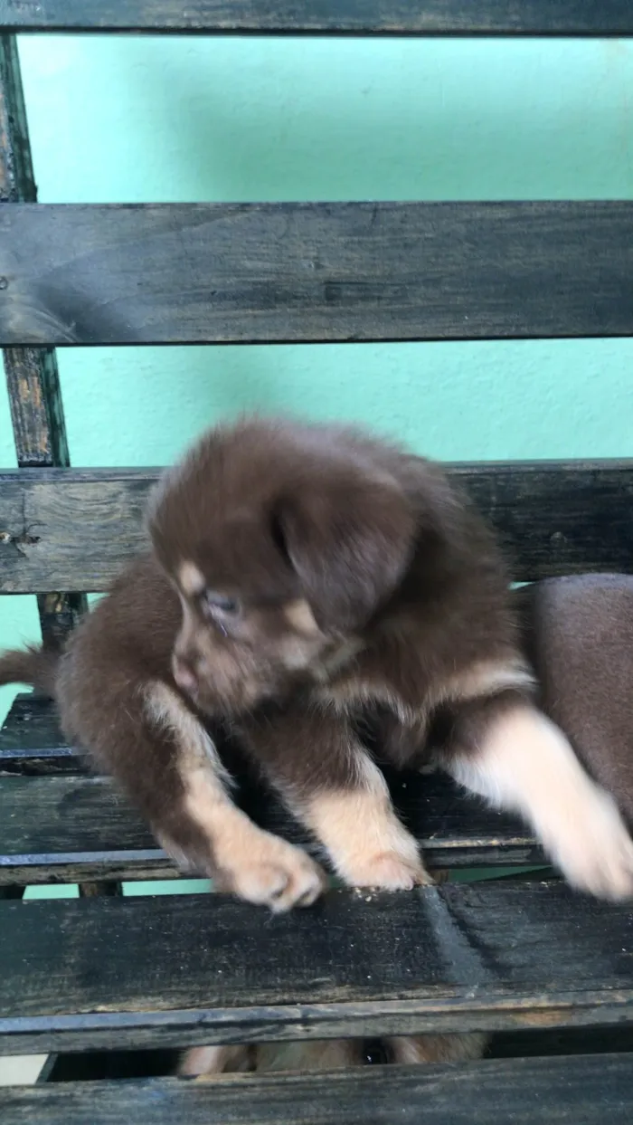 Cachorro ra a Cachorro idade Abaixo de 2 meses nome Não tem