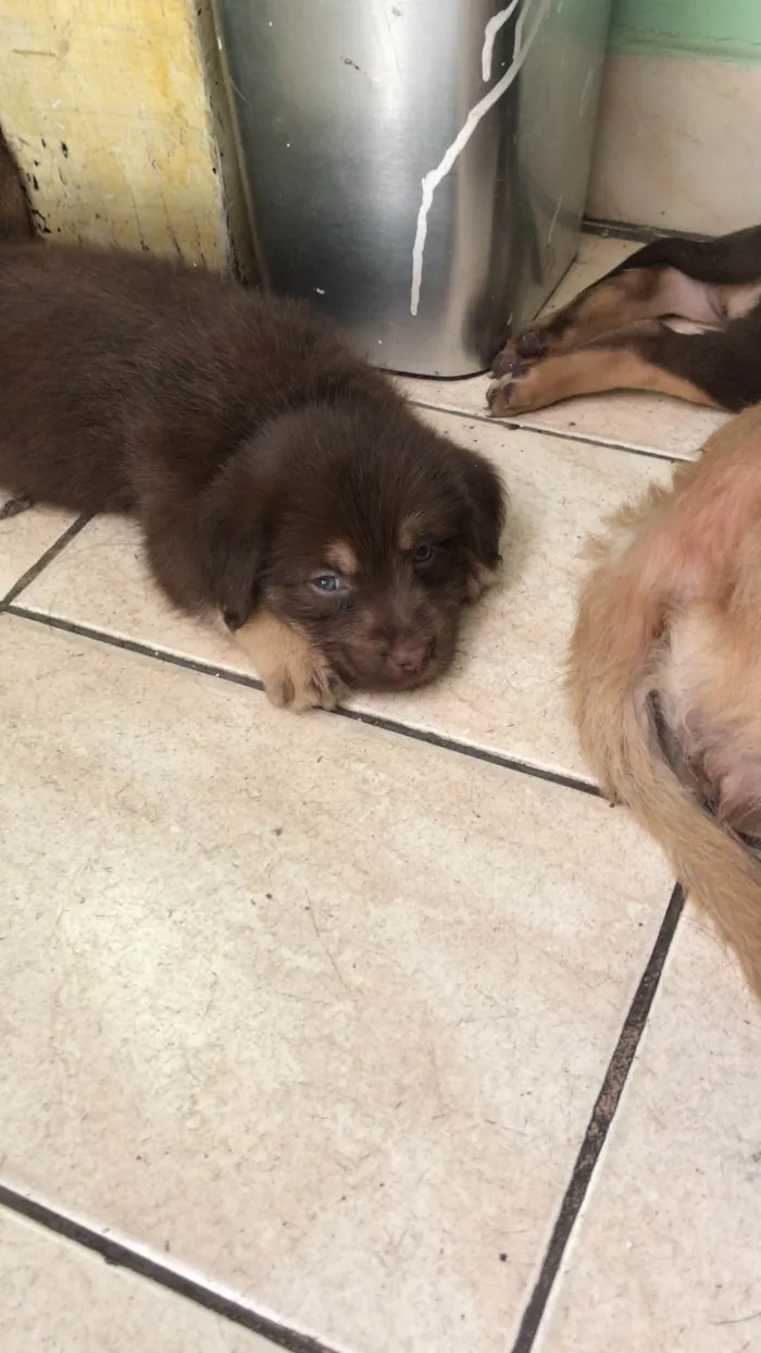 Cachorro ra a Cachorro idade Abaixo de 2 meses nome Não tem