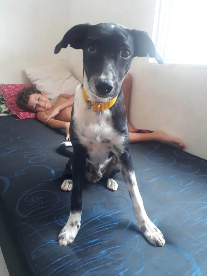 Cachorro ra a SRD-ViraLata idade 2 anos nome Costela