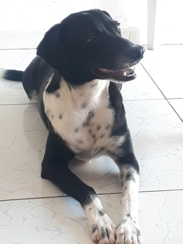 Cachorro ra a SRD-ViraLata idade 2 anos nome Costela