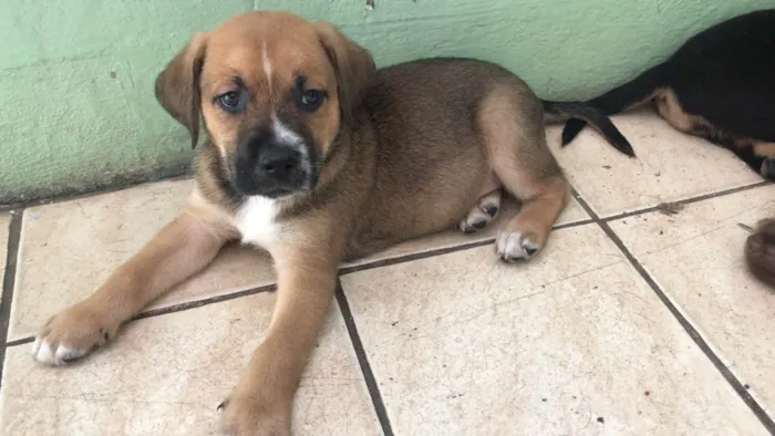 Cachorro ra a Cachorro idade Abaixo de 2 meses nome Não tem