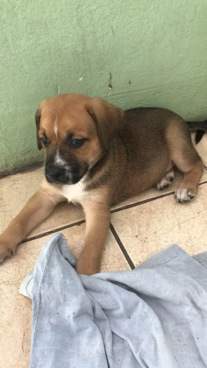 Cachorro ra a Cachorro idade Abaixo de 2 meses nome Não tem