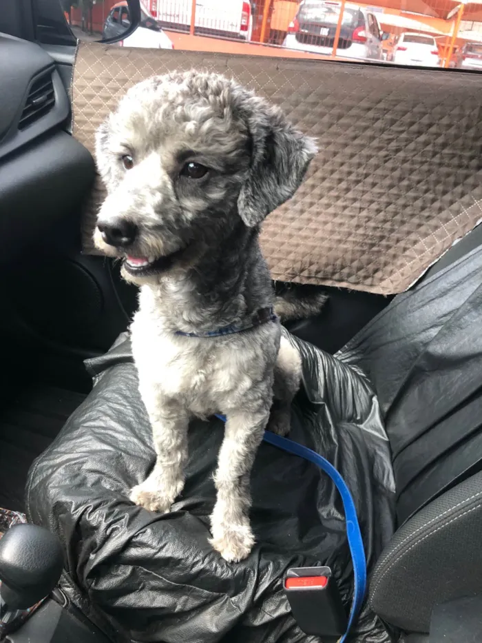 Cachorro raça Mestiço de poodle idade 1 ano nome Tico