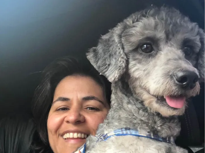 Cachorro raça Mestiço de poodle idade 1 ano nome Tico