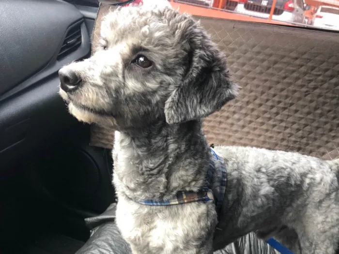 Cachorro raça Mestiço de poodle idade 1 ano nome Tico
