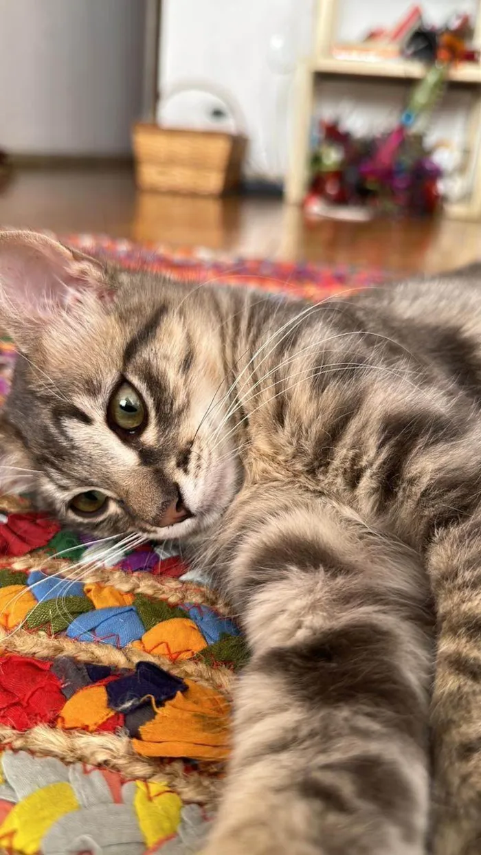 Gato raça SRD-ViraLata idade 2 a 6 meses nome Taurus