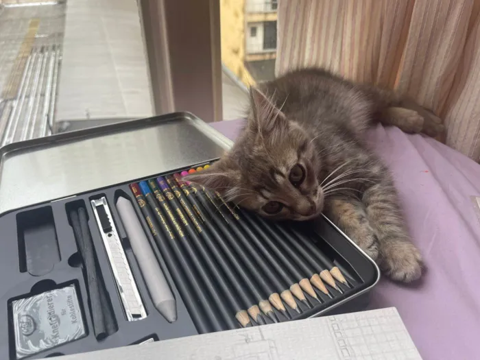 Gato raça SRD-ViraLata idade 2 a 6 meses nome Taurus