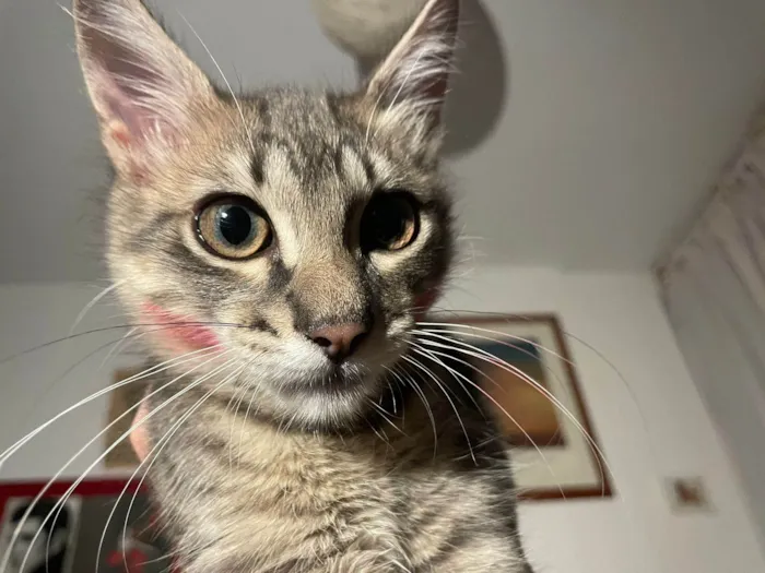 Gato raça SRD-ViraLata idade 2 a 6 meses nome Taurus