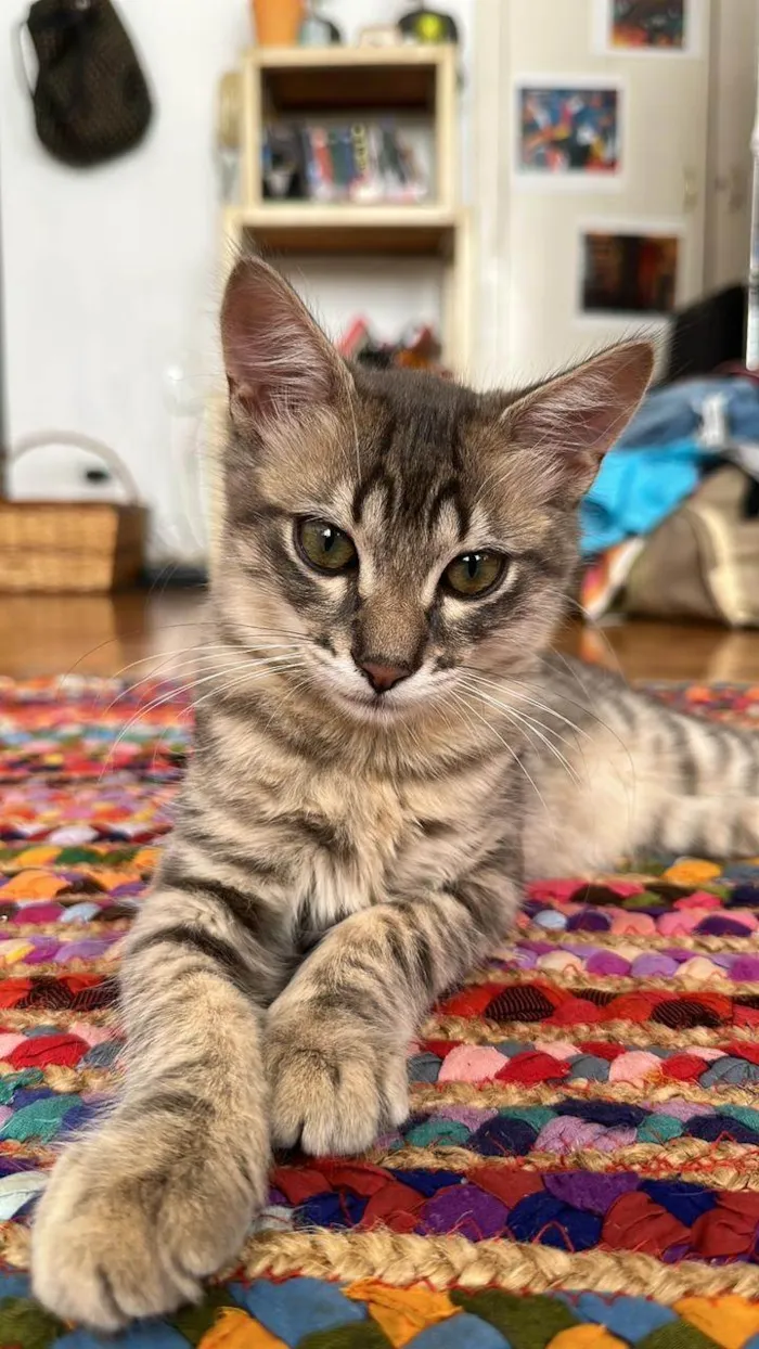 Gato raça SRD-ViraLata idade 2 a 6 meses nome Taurus