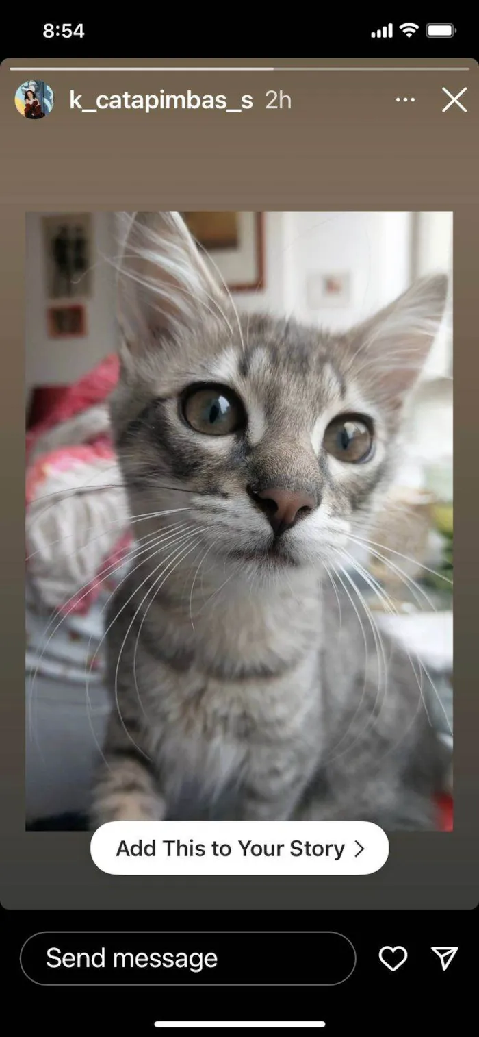 Gato raça SRD-ViraLata idade 2 a 6 meses nome Taurus