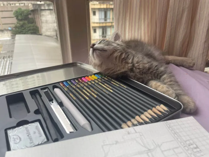 Gato raça SRD-ViraLata idade 2 a 6 meses nome Taurus