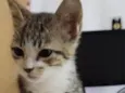 Gato raça SRD-ViraLata idade Abaixo de 2 meses nome Sem nome 