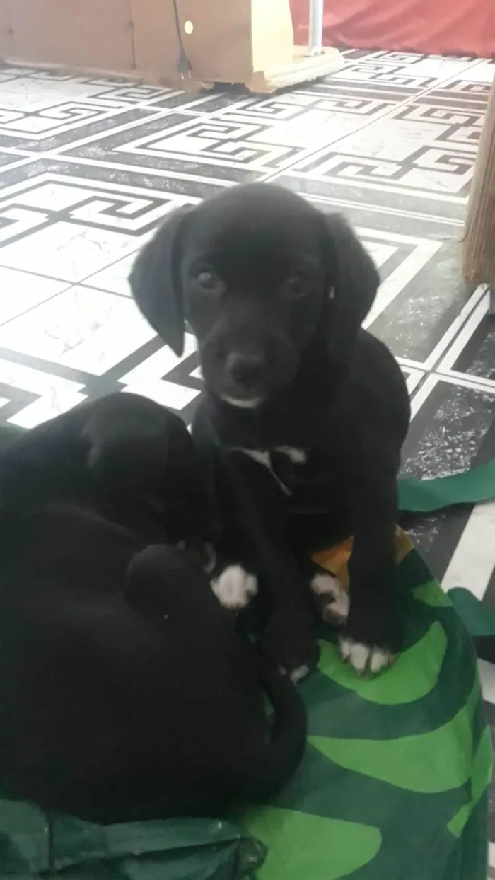 Cachorro ra a SRD-ViraLata idade 2 a 6 meses nome Filhotinhas