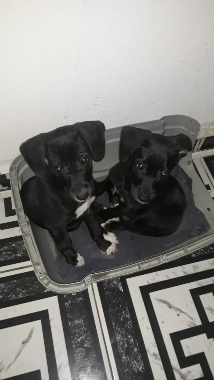 Cachorro ra a SRD-ViraLata idade 2 a 6 meses nome Filhotinhas