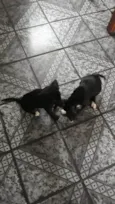 Filhotinhas