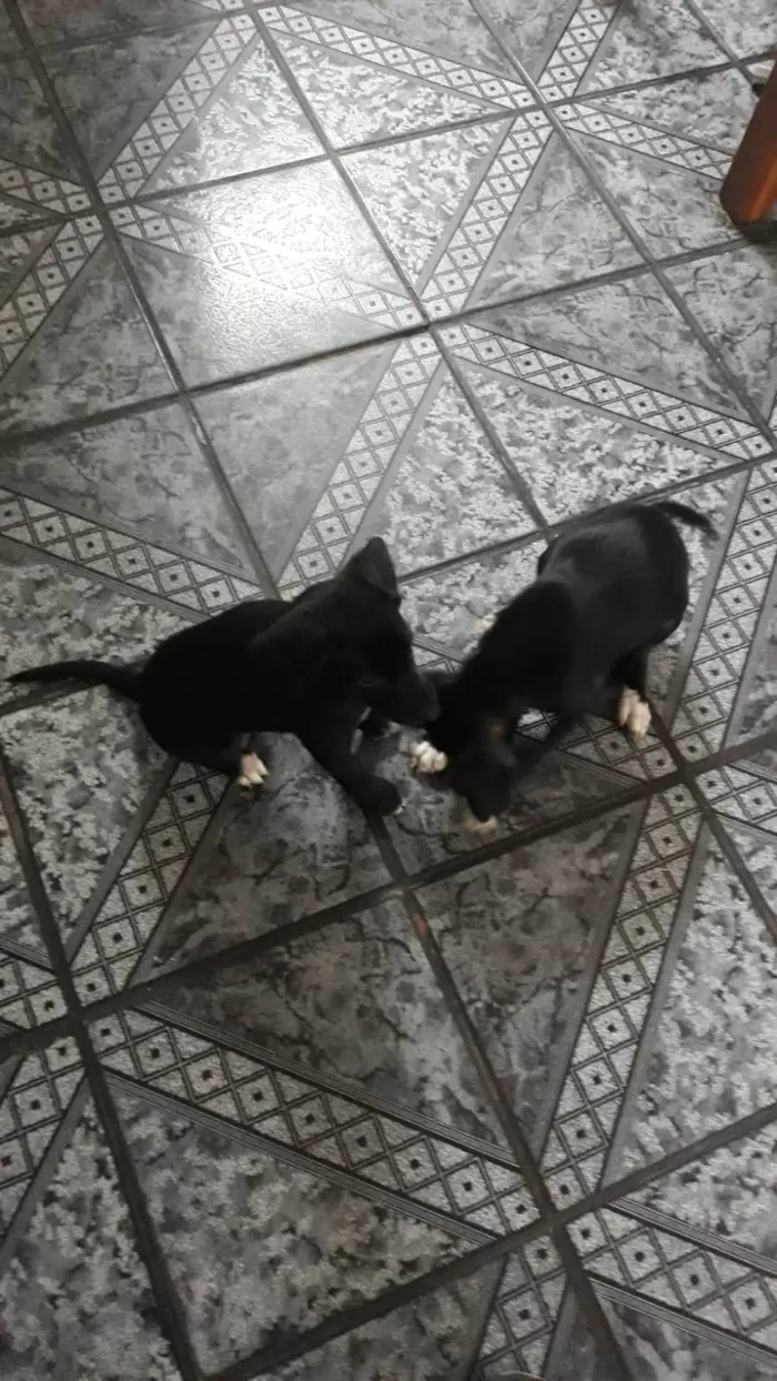 Cachorro ra a SRD-ViraLata idade 2 a 6 meses nome Filhotinhas