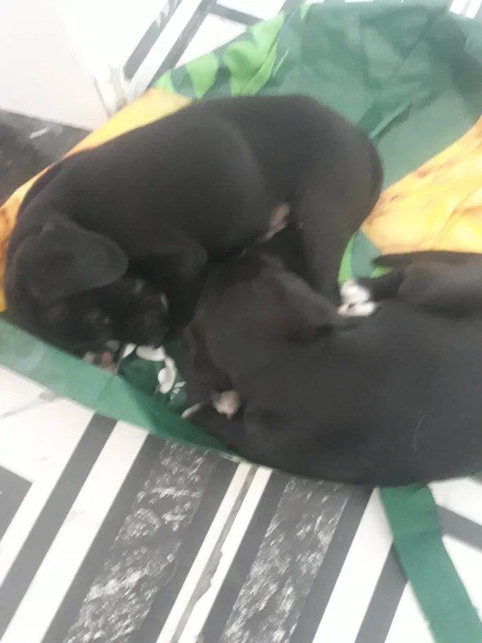 Cachorro ra a SRD-ViraLata idade 2 a 6 meses nome Filhotinhas