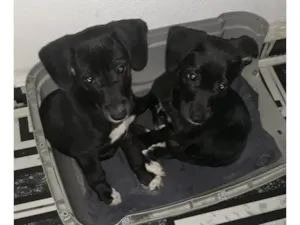 Cachorro raça SRD-ViraLata idade 2 a 6 meses nome Filhotinhas
