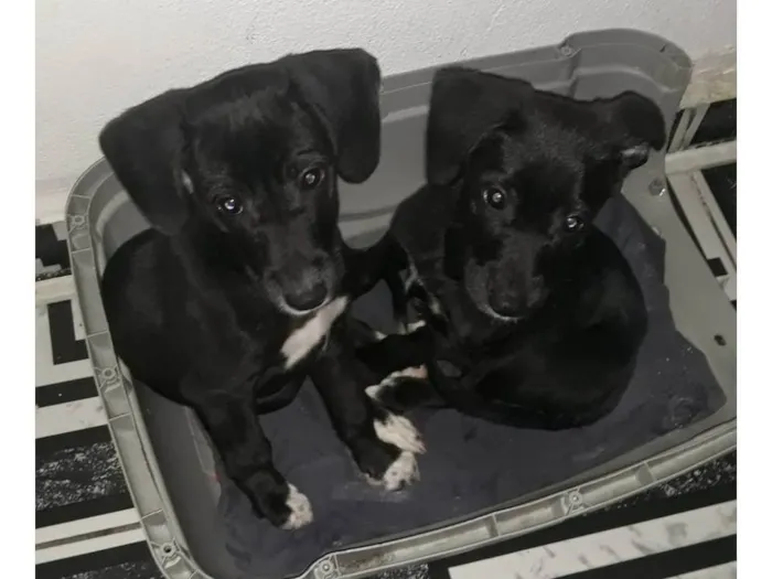 Cachorro ra a SRD-ViraLata idade 2 a 6 meses nome Filhotinhas