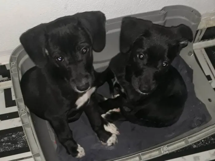 Cachorro ra a SRD-ViraLata idade 2 a 6 meses nome Filhotinhas