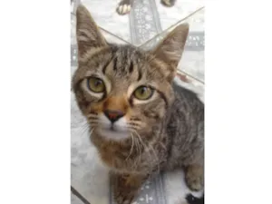 Gato raça Não sei idade  nome Sem nome 